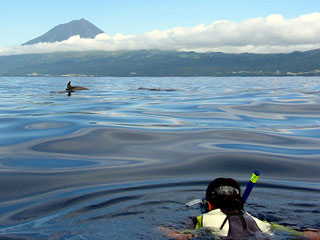 Dolphin swimming, photographed by Manuel Pinguinhas