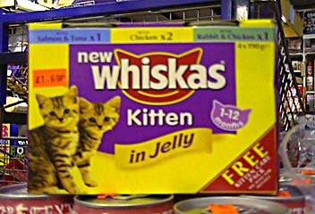 kitten.jpg