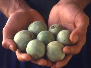 Tui-tui nuts are the traditional juggling prop in Tonga